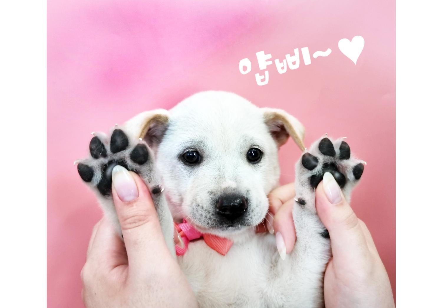 믹스견 이미지 파일 입니다.